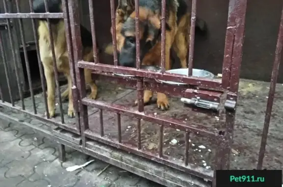 Пропали две собаки в Симферополе, ул. Тракторная, Белое 2