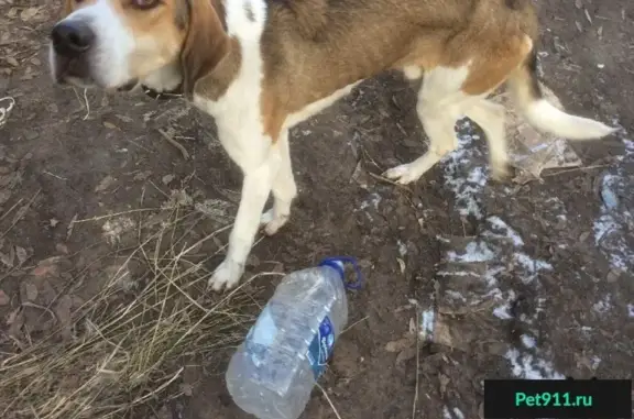 Найдена собака в селе Красный Яр