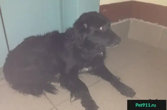 Собака пропала в Стрельне на Львовской, 19 - помогите найти хозяев!