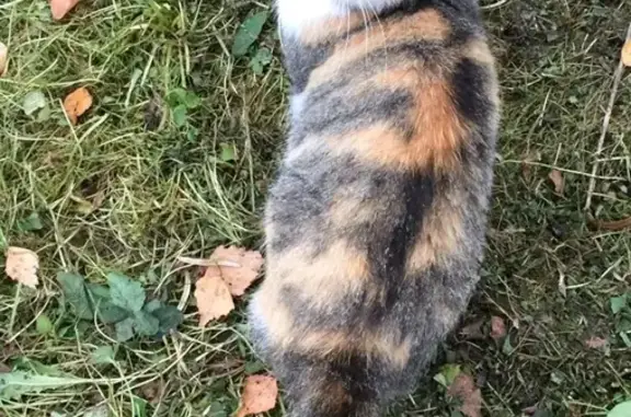 Найдена трехцветная кошка в садовом товариществе Восход-3