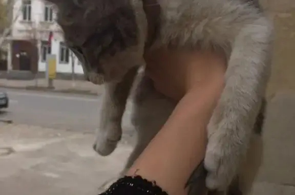Найдена кошка Потеряшка на улице Гоголя, Севастополь