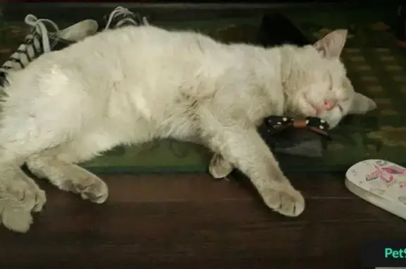 Кошки потеряшки, Холмогоры, фото: Потеряшка белый кот Веня в Холмогорах!