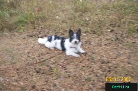 Пропала собака в Новоберёзовском, Свердловская область