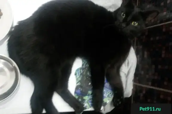 Найдена черная кошка на ул. Карташихина, СПб