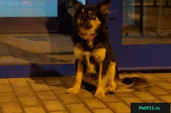 Найдена собака возле Заречья в красном ошейнике на пл. Свободы (Московская обл.)