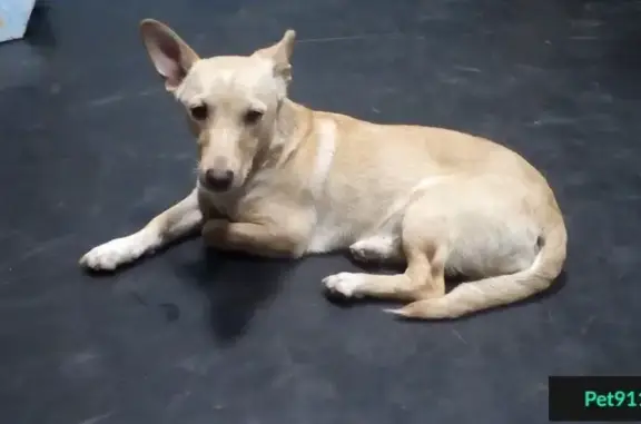 Найдена собака в дендропарке, Екатеринбург