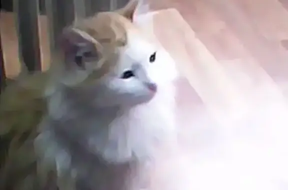 Найдена молодая пушистая кошка в Красноярске