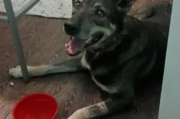 Найден умный пес Лаки на Красноармейской улице в Самаре