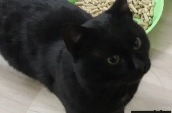 Найден черный кот на перекрестке Фурманова Разина