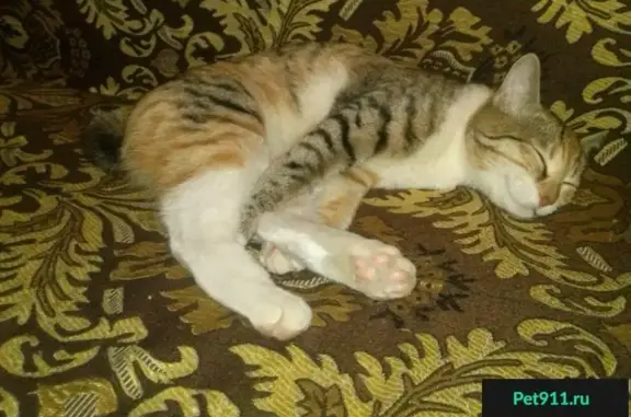 Породистая кошка найдена в Сургуте
