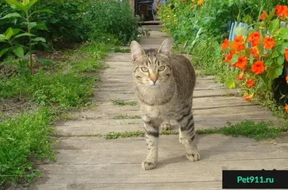 Пропал кот в Нижнем Новгороде 1 августа 2016 года.