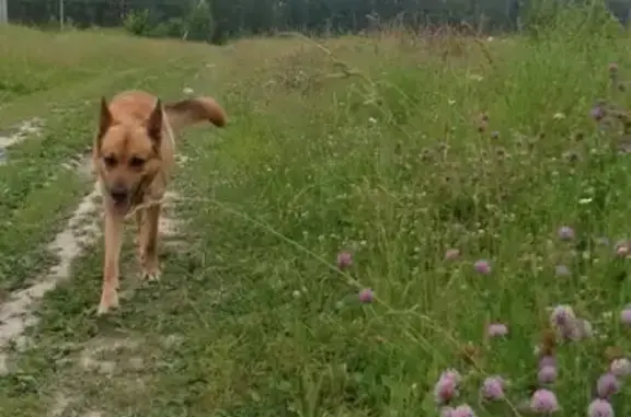 Пропала собака в Троицком, Чеховский район