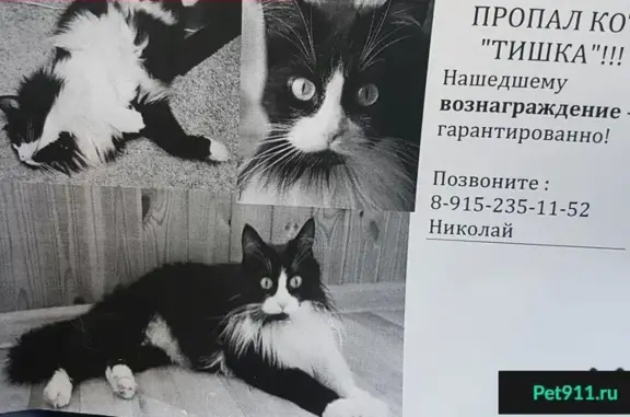 Пропал кот Тишка в Люберцах, ВУГИ 20