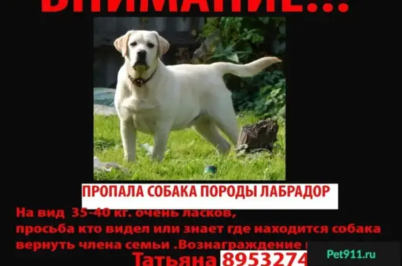 Пропала собака в Карачеве, нужна помощь!