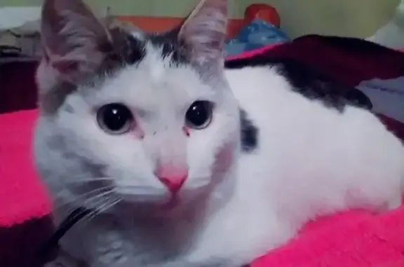 Найдена кошка в Улан-Удэ, Центральный переулок