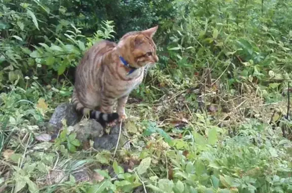 Найдена кошка на Пермской улице, ждет хозяев