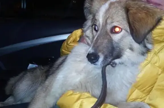 Найдена собака на 9 микрорайоне в Липецке