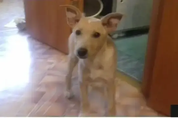 Найдена собака в Челябинске