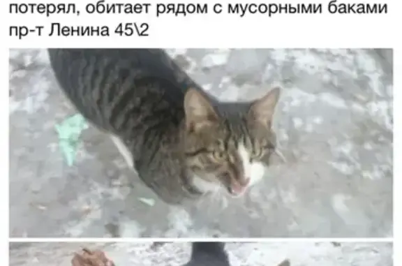 Найден кот на пр. Ленина
