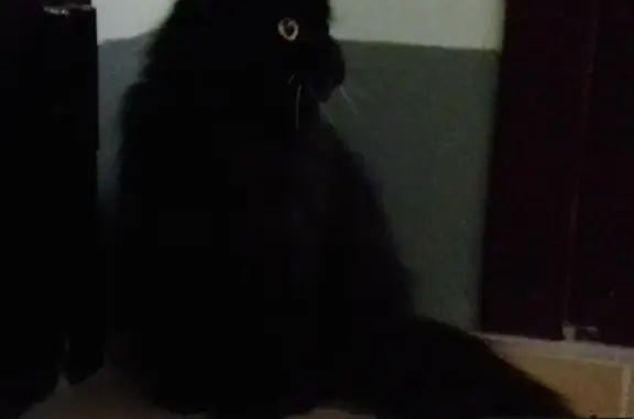 Найден черный кот в Верхней Пышме, ул. Уральских Рабочих, 42