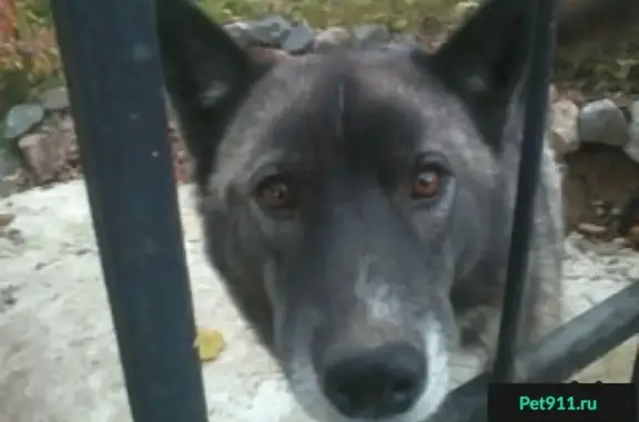 Пропала собака в Солнечногорске