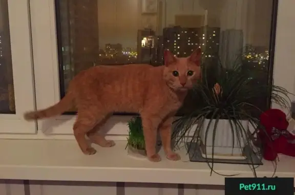 Найден стерилизованный домашний кот на улице Мусы Джалиля, 10к1 в Москве!