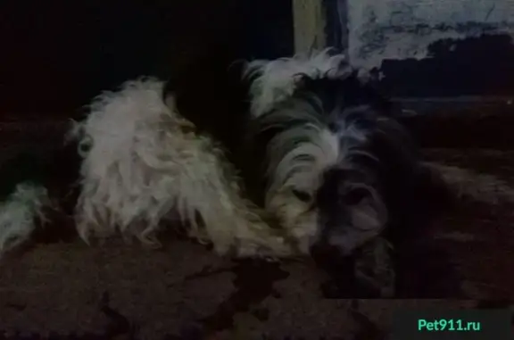 Найдена собака на улице Орджоникидзе, 8