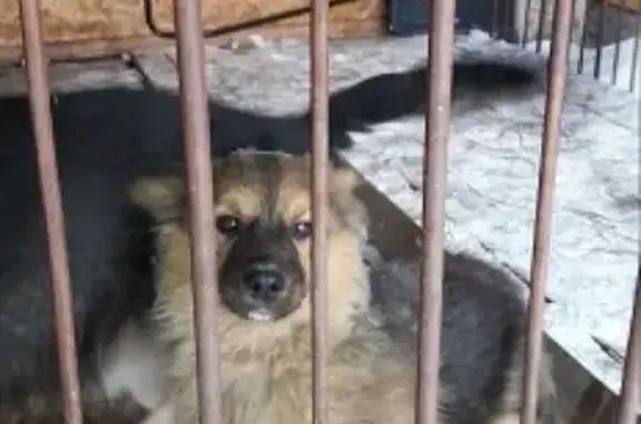 Найдена дружелюбная собака на улице Красный Сокол, Бердск.