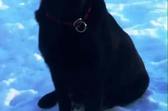 Пропала собака Лабрадор на ул. Донецкой, Белгород