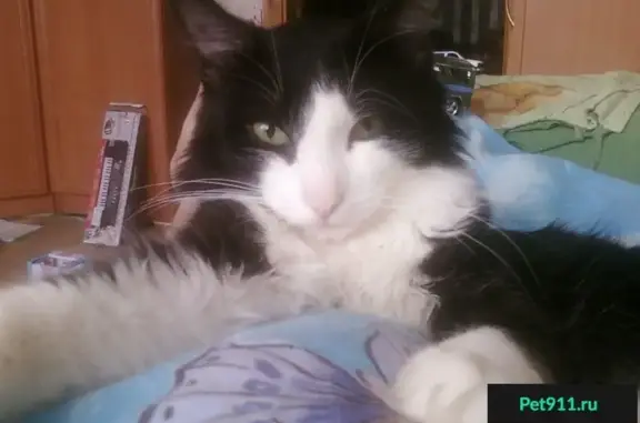 Объявления о пропавших и найденных животных, Ханты-Мансийск, фото: Пропал кот на ул. Парковая 15.11