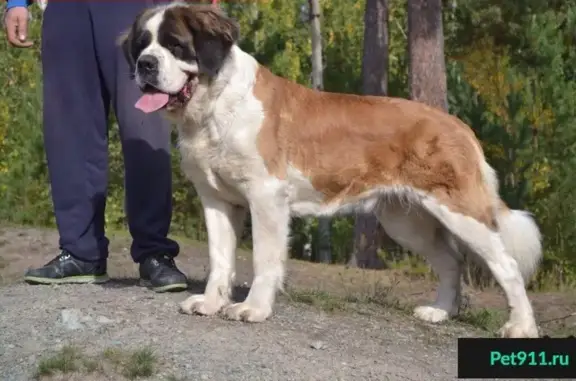 Пропала собака Тери в Челябинске, Район ЧТЗ!