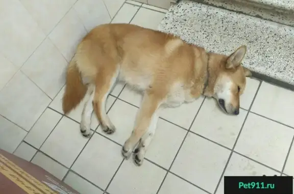 Собака нуждается в спасении в Колпино, СПб