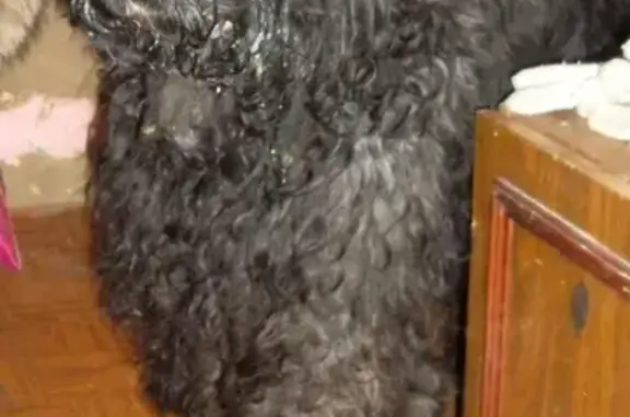 Найдена собака в Томске, черный гигант с оборванной веревкой на шее.