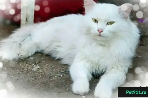 Найден белый кот в Москве, м. Бибирево