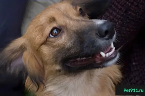 Найдена собака возле даира в Астрахани.