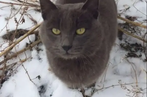 Найден кот в мкрн Солнечный, Иркутск