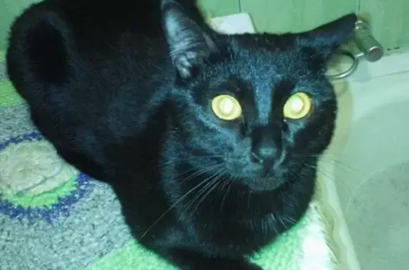 Пропал черный кот на улице Ватутина в Чите