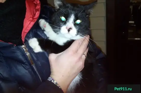 Найден кот в Борщино, Кострома