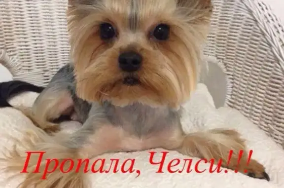 Пропала собака на улицах Шевченко и Маикопская.