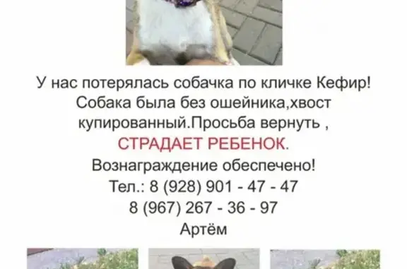 Пропала собака на площади Платова