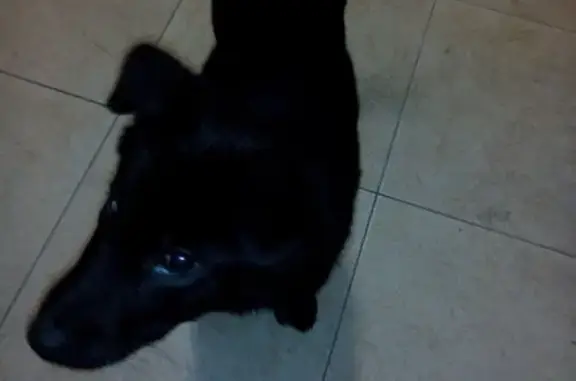 Найден щенок в Одинцово на улице Сосновой