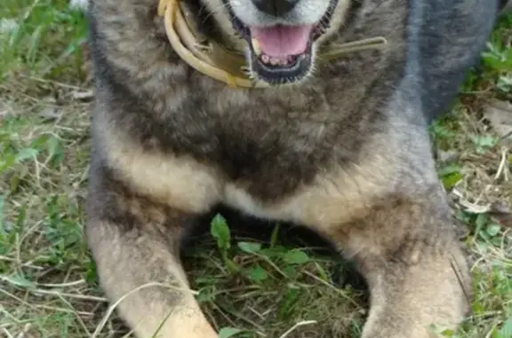 Пропала собака Чара в Чертаново, Москва