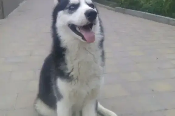 Пропала собака Хаски в Батайске, Ростовская обл.