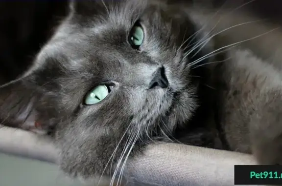 Найден серый домашний кот с ошейником в детском парке Фили