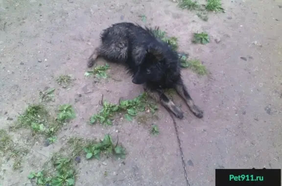Пропала собака Тиша в районе Подгарянки и Домостроителя 2