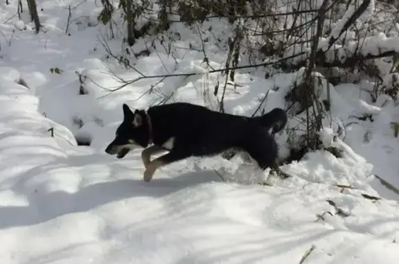 Пропала собака в Кузнецком районе, Восточно-европейская лайка, кобель, 1 год.