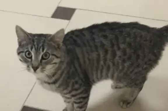 Найдена красивая кошка в Химках