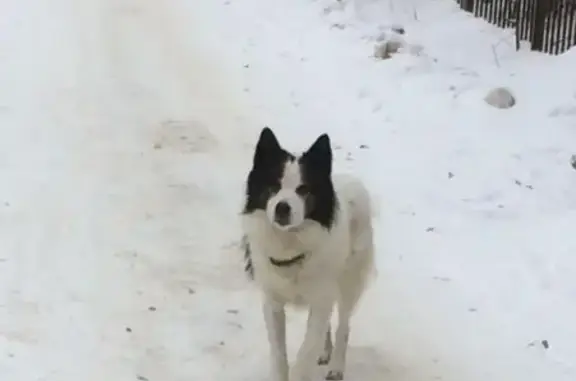 Найден замерзший пес на улице Добролюбова в Балашихе