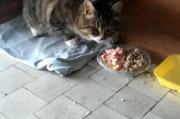 Найден крупный ласковый кот в Чите