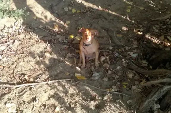 Пропала собака в поселке Ангарский, Дзержинский район